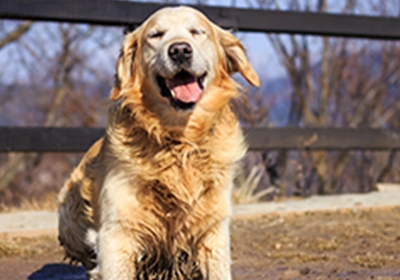 Alabama Rot Awareness