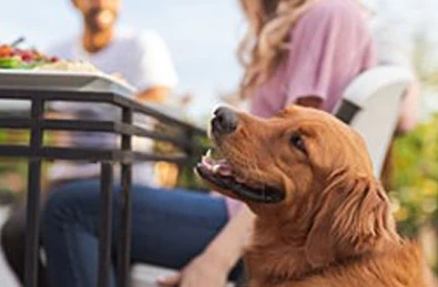 Is corn on the cob safe for dogs?