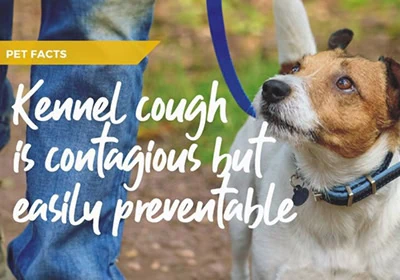 Kennel cough myths and facts