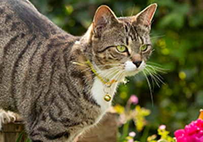 Lily poisoning: Protecting your pets from a hidden danger
