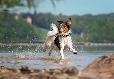 Saltwater poisoning in dogs: Symptoms to look out for