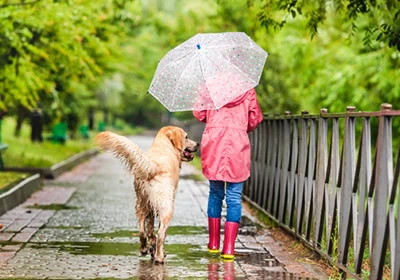 Everything you need to know about walking your dog in the rain