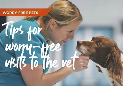 Tips for worry-free visits to Maggie and Marlow Vets